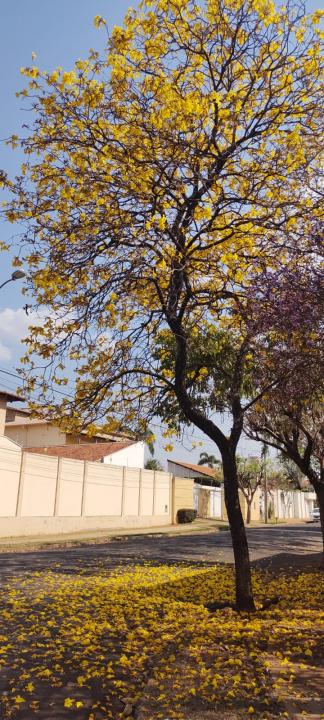 Foto 31 de 31 — Florada dos ipês dá novo colorido a Araraquara e internautas enviam fotos; veja